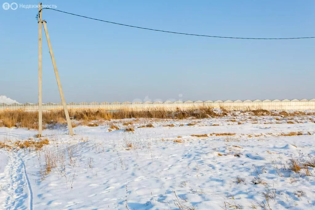 Участок в Новосибирский район, Толмачёвский сельсовет, село ... - Фото 0