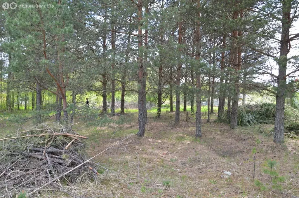Участок в Суздальский район, муниципальное образование Селецкое, СНТ ... - Фото 1