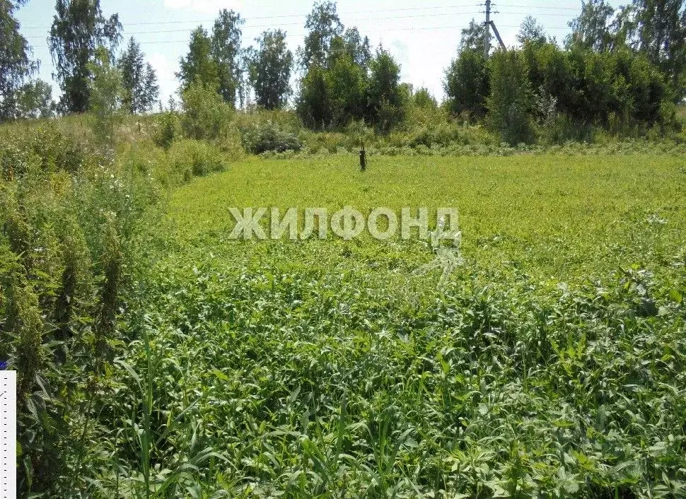 Участок в Новосибирская область, Коченевский район, д. Буньково ... - Фото 1