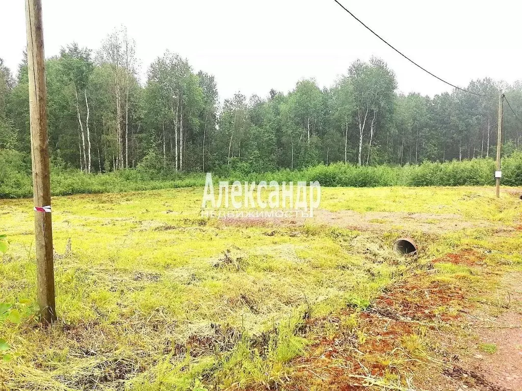 Участок в Ленинградская область, Выборгский район, Красносельское ... - Фото 2