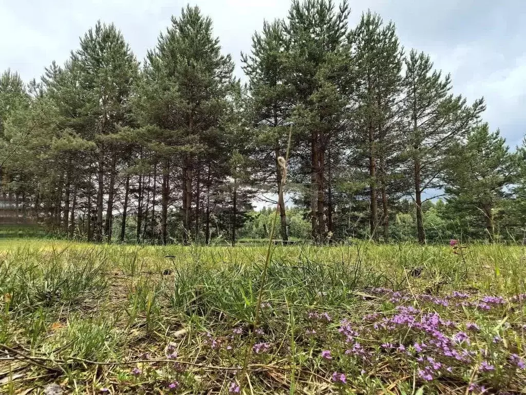 Участок в Вологодская область, Устюженский район, д. Глины  (24.94 ... - Фото 1