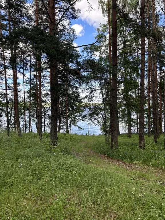 Участок в Ленинградская область, Приозерский район, Громовское с/пос, ... - Фото 0