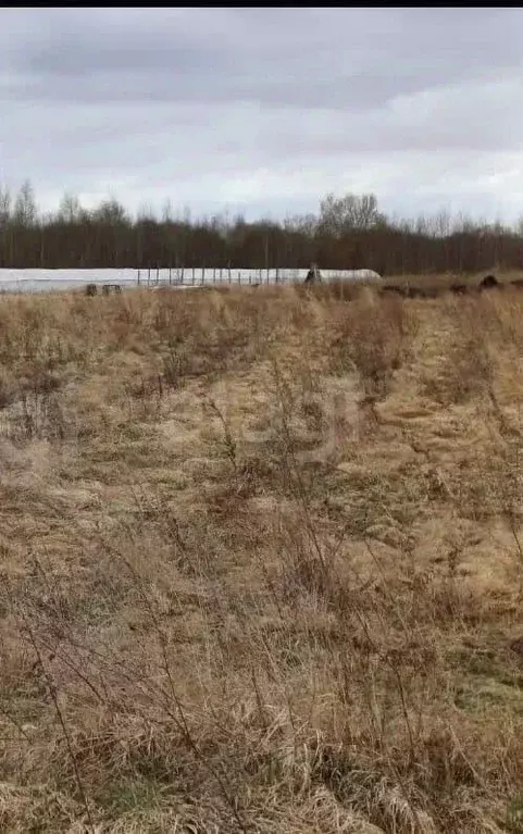 Участок в Псковская область, Псковский район, Логозовская волость, д. ... - Фото 1