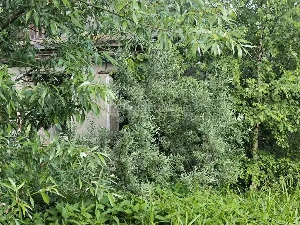 Участок в Владимирская область, Курлово Гусь-Хрустальный район, ул. ... - Фото 2