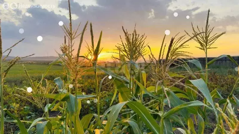 Участок в Мухоршибирский район, сельское поселение Шаралдайское, село ... - Фото 1