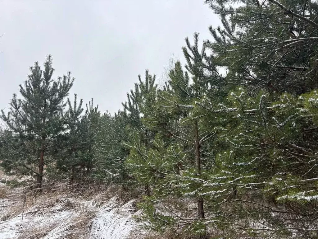 Участок в Московская область, Воскресенск городской округ, Хорлово пгт ... - Фото 1