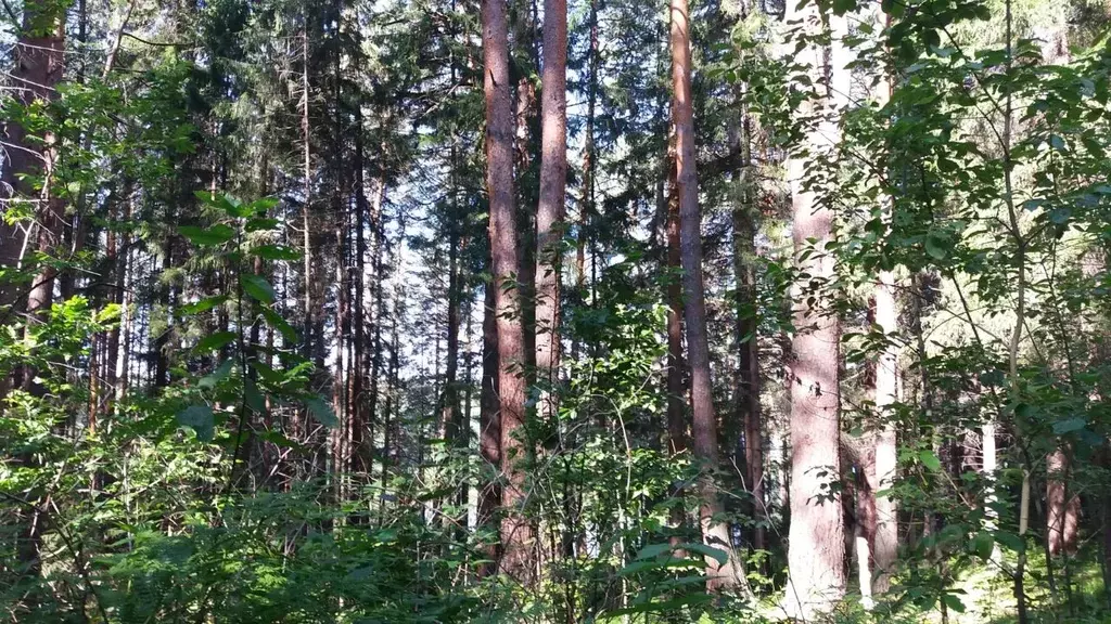 Участок в Свердловская область, Ревда городской округ, пос. Ледянка  ... - Фото 0