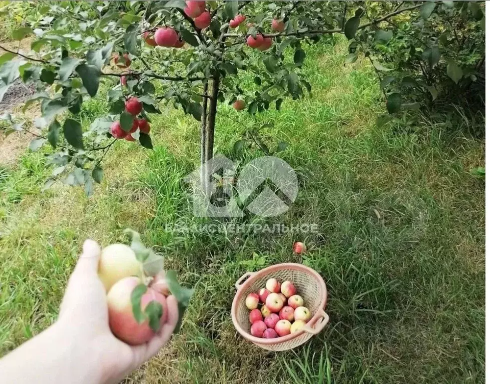 Участок в Новосибирская область, Новосибирск Алый Рассвет СНТ, 72 ... - Фото 1