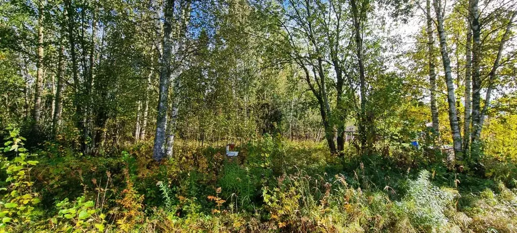 Участок в Ленинградская область, Волховский район, Кисельнинское ... - Фото 1