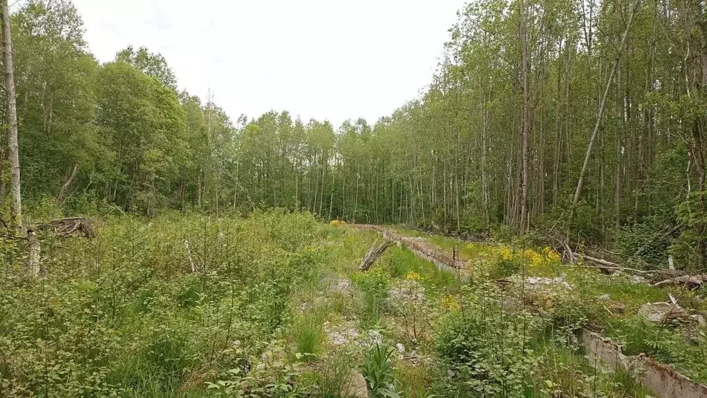 Участок в Ленинградская область, Выборгский район, Рощинское городское ... - Фото 1