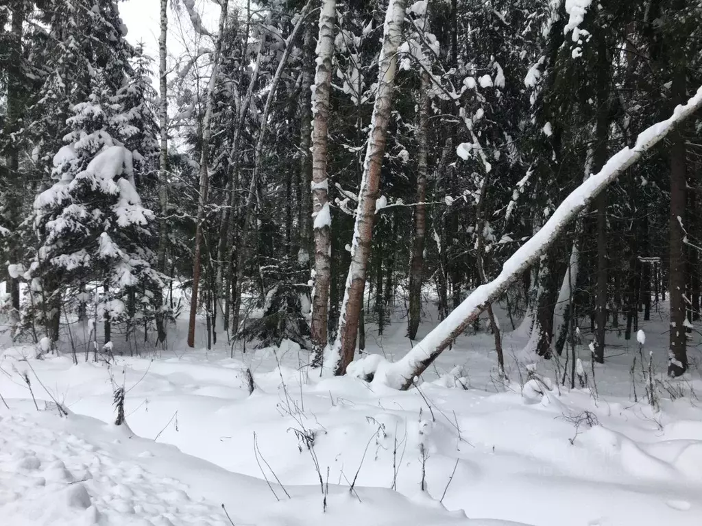 Участок в Московская область, Пушкинский городской округ, д. Могильцы ... - Фото 2