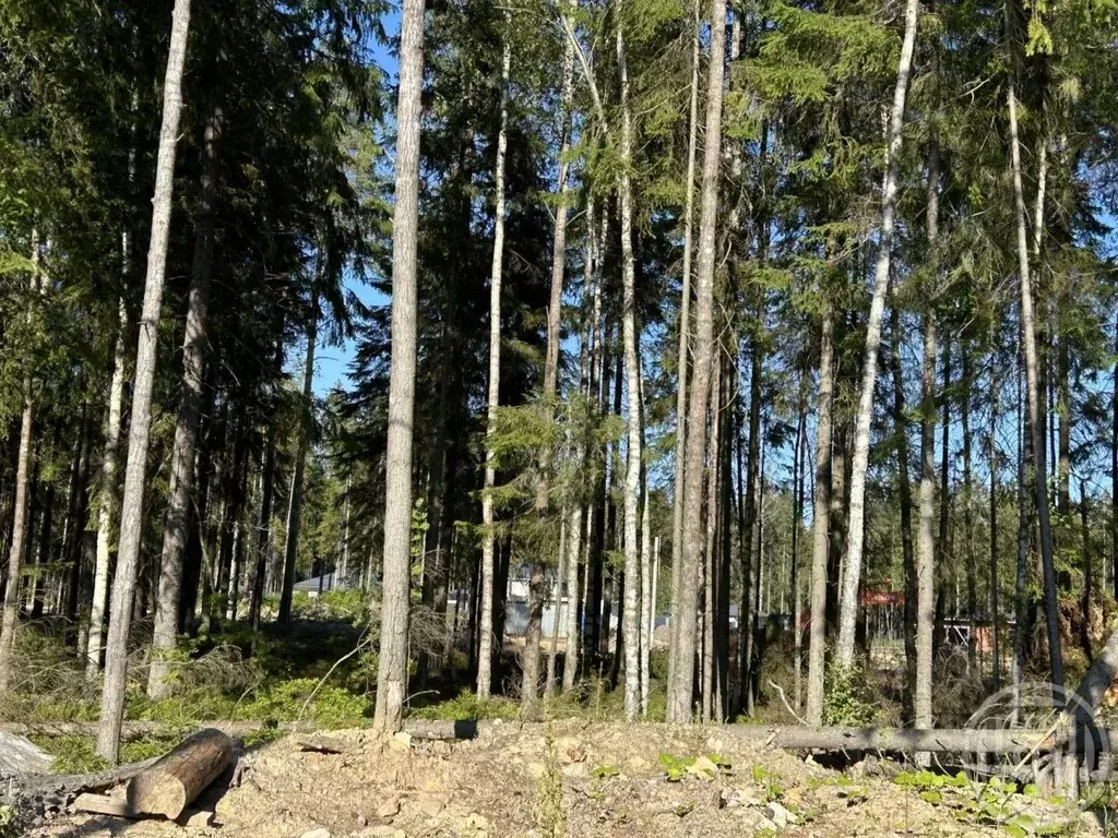 Участок в Ленинградская область, Сертолово Всеволожский район, Медное ... - Фото 2