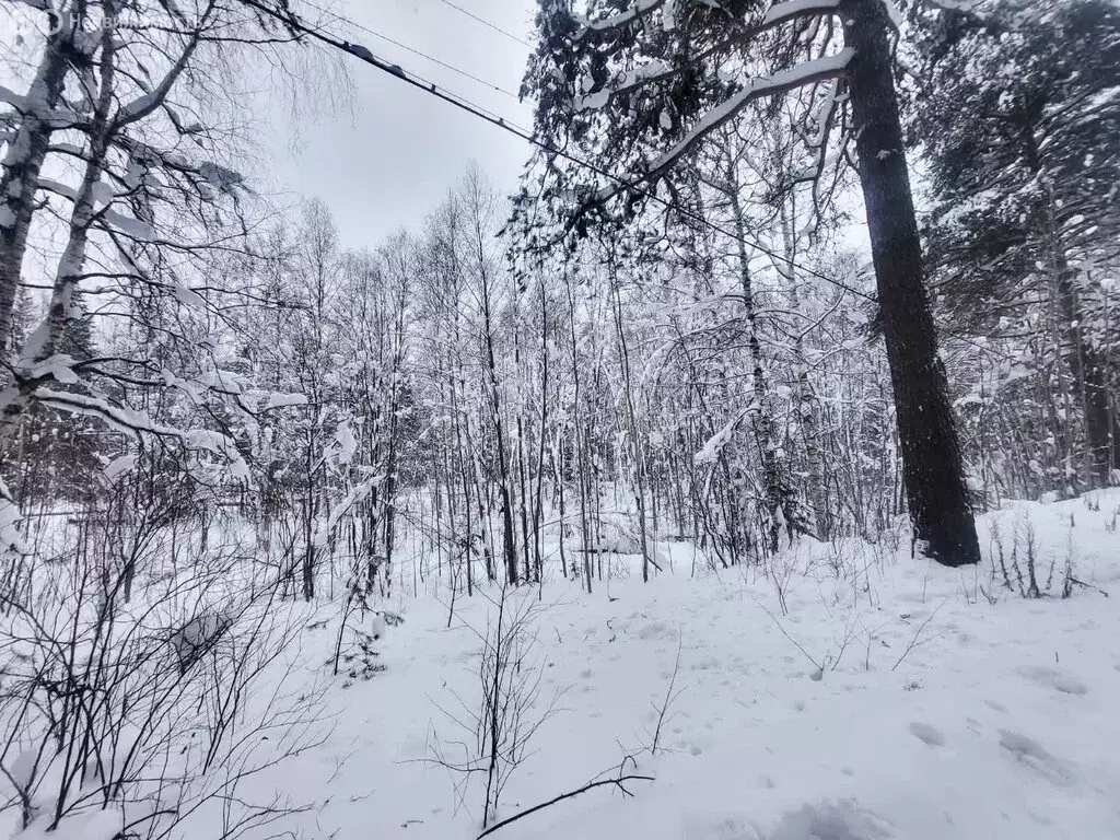Участок в посёлок городского типа Краснозатонский, местечко Лемью (20 ... - Фото 1