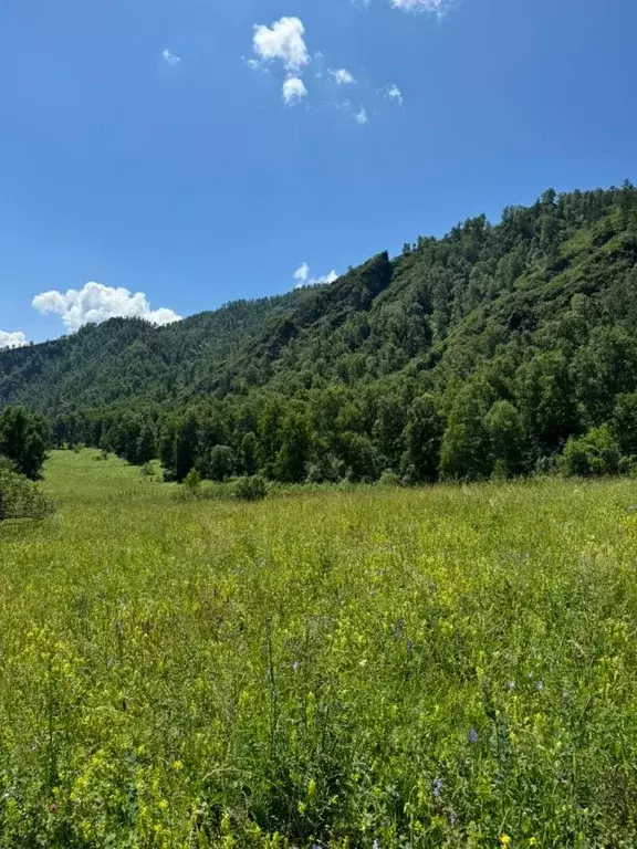 Участок в Алтай, Шебалинский район, с. Мыюта  (350.0 сот.) - Фото 0