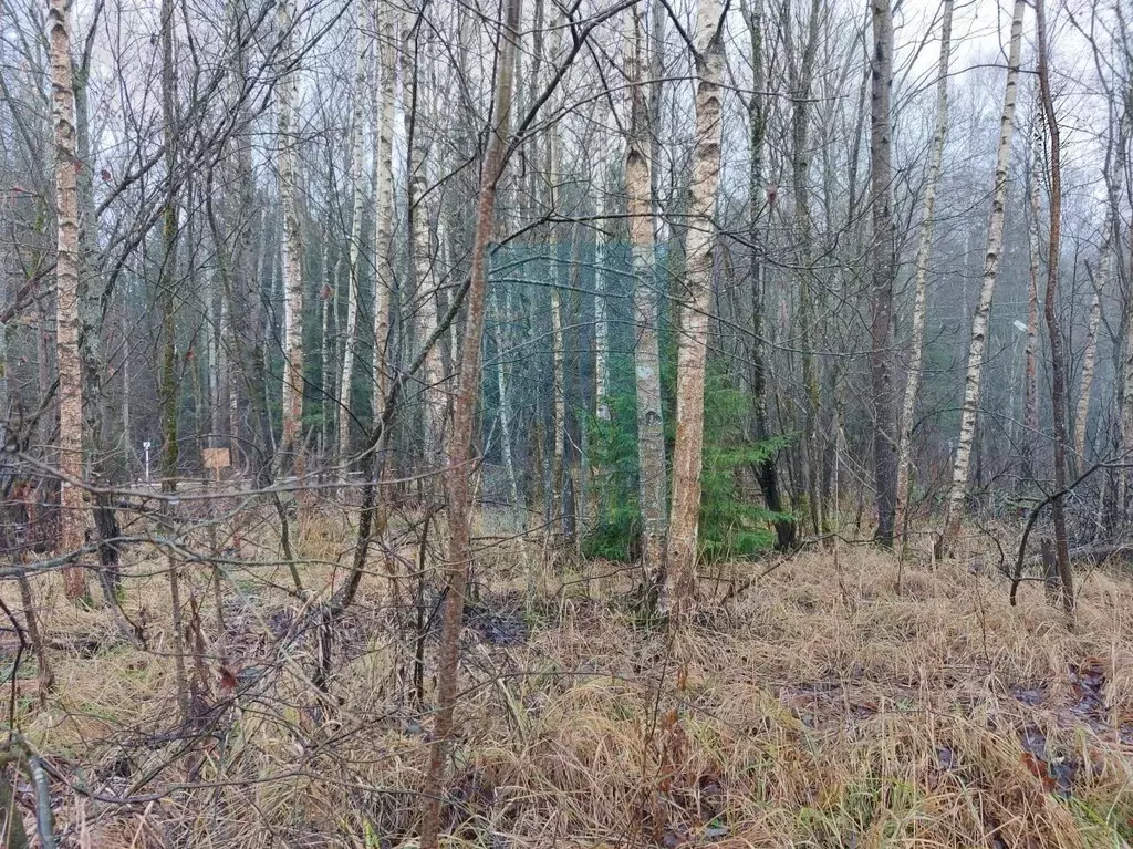 Участок в Москва д. Тетеринки,  (12.0 сот.) - Фото 1