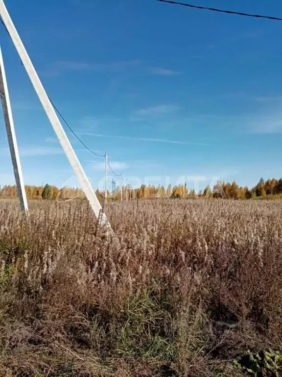 Участок в Тюменская область, Тюменский район, с. Борки ул. ... - Фото 1