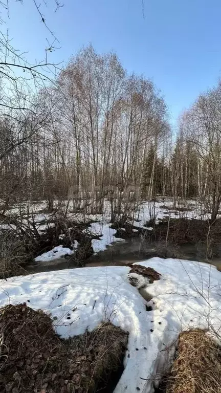 Участок в Вологодская область, д. Мальгино (Подлесный сельсовет)  ... - Фото 1
