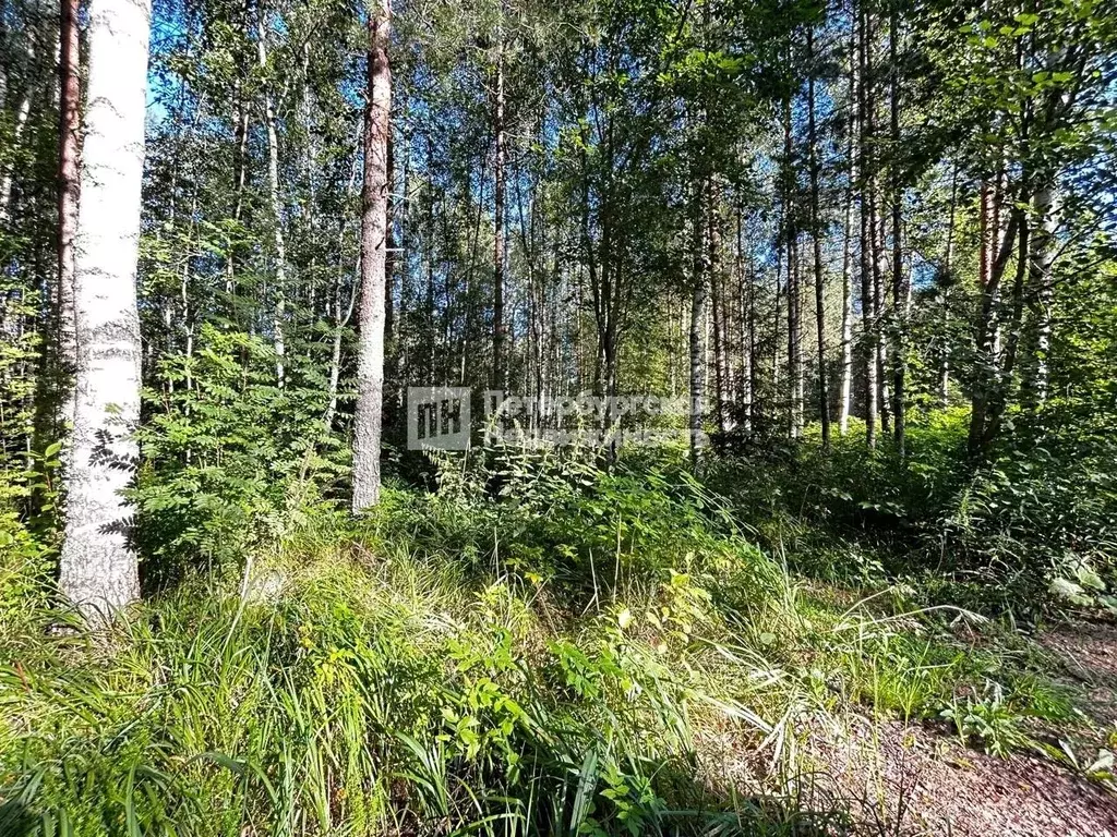 Участок в Ленинградская область, Всеволожский район, Куйвозовское ... - Фото 1