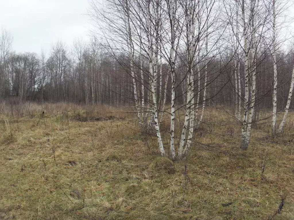 Участок в Тверская область, Калязинский район, д. Волнога ул. ... - Фото 1