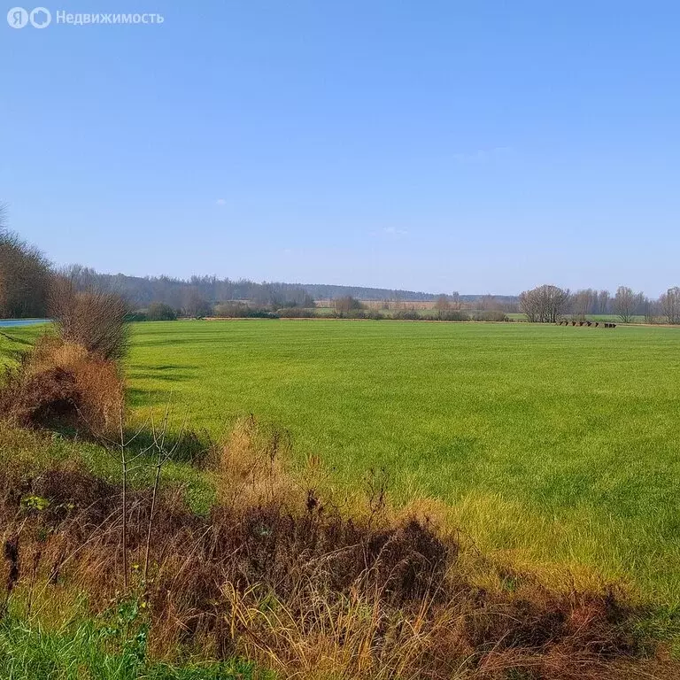 Участок в Калужская область, Бабынинский муниципальный округ, ... - Фото 1