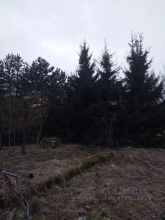 Участок в Ленинградская область, Всеволожский район, Колтушское ... - Фото 2