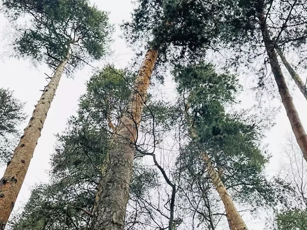 Участок в Московская область, Одинцовский городской округ, пос. ... - Фото 1