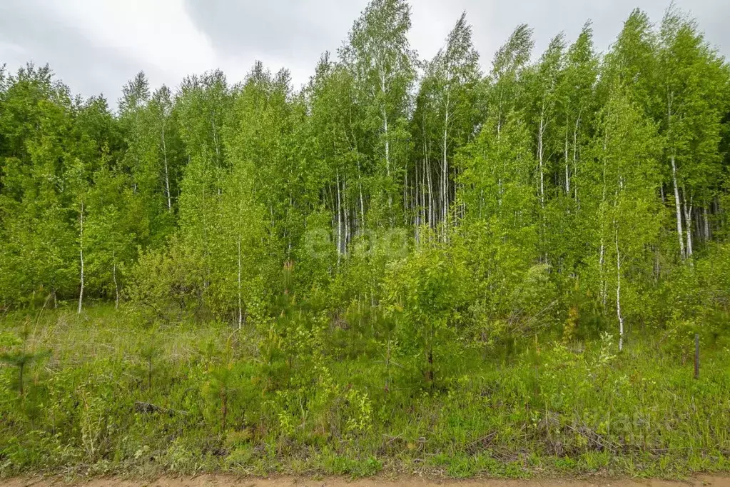 Участок в Новосибирская область, Новосибирский район, Новолуговской ... - Фото 1