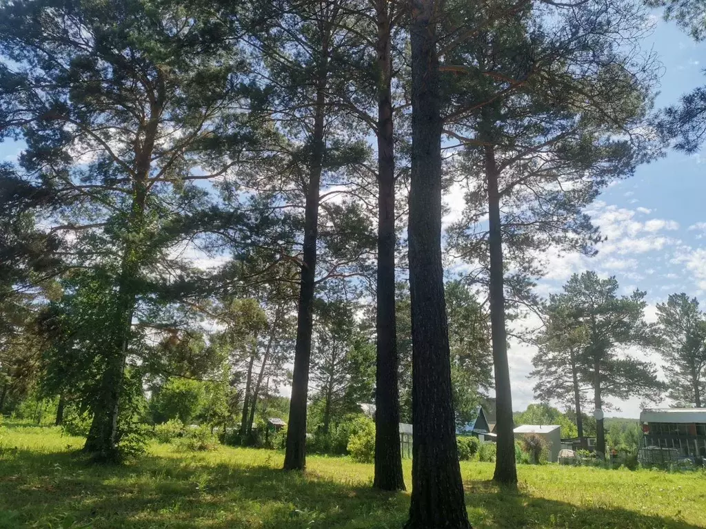 Участок в Новосибирская область, Тогучинский район, Лукоморье СНТ  ... - Фото 1