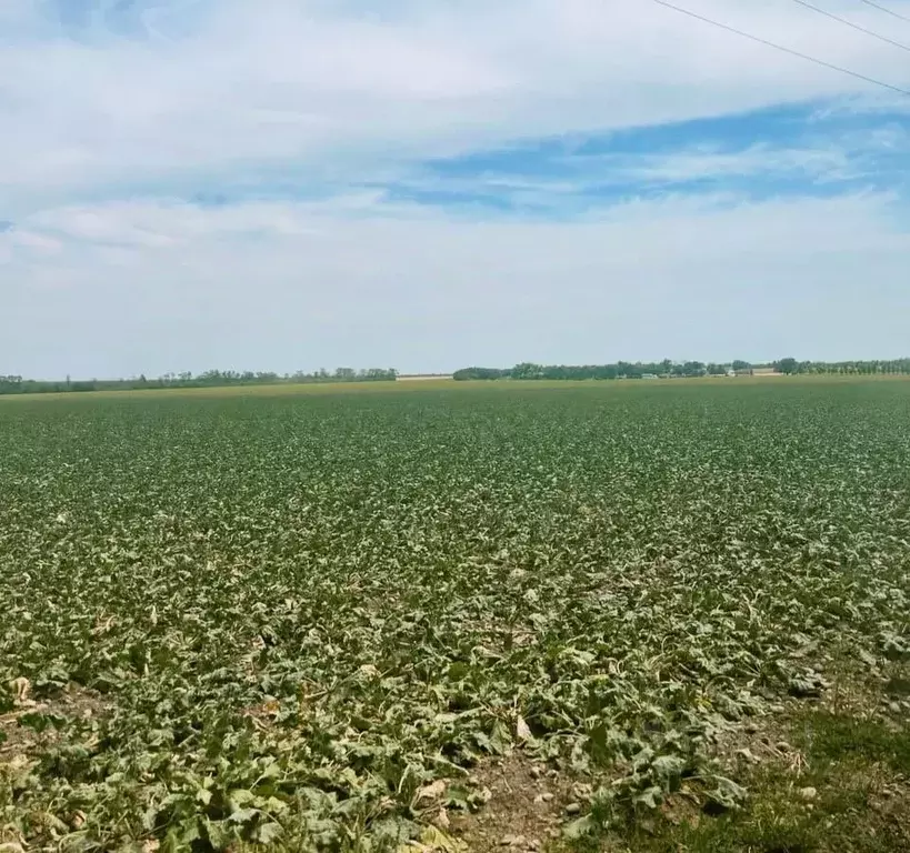Участок в Чеченская республика, Грозный пл. Ахмата Кадырова (8500.0 ... - Фото 1