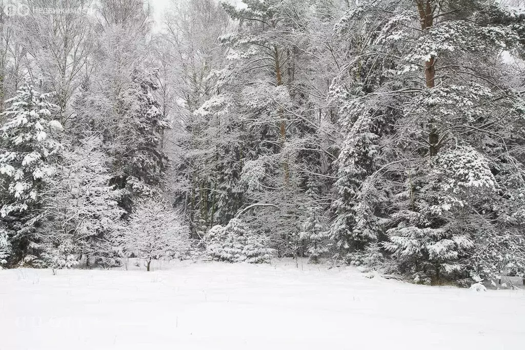 Участок в посёлок Николина Гора, КП Сосновый бор (83 м) - Фото 2