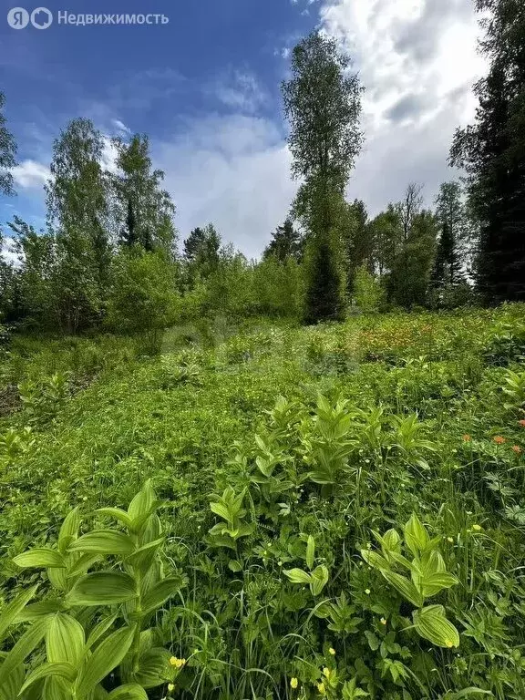 Участок в Турочакский район, село Артыбаш (24 м) - Фото 2