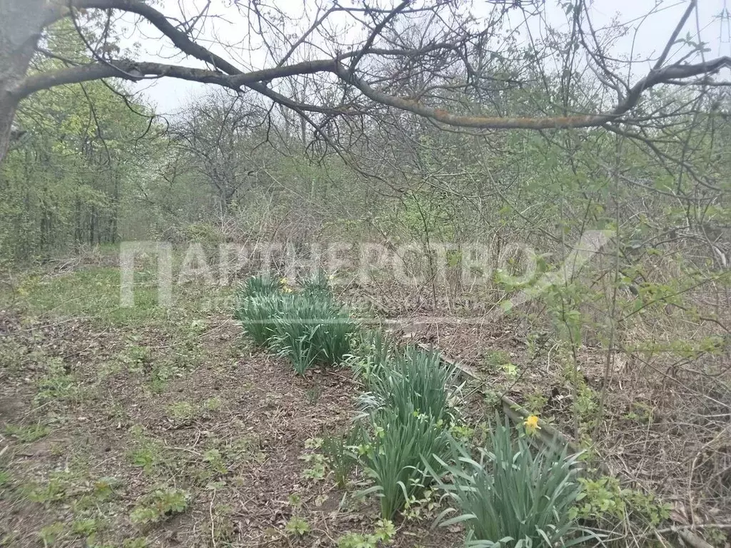 Участок в Краснодарский край, Абинск Дружба садовое товарищество, ул. ... - Фото 1