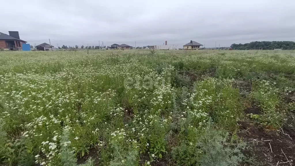 Участок в Белгородская область, Яковлевский городской округ, с. Вислое ... - Фото 1