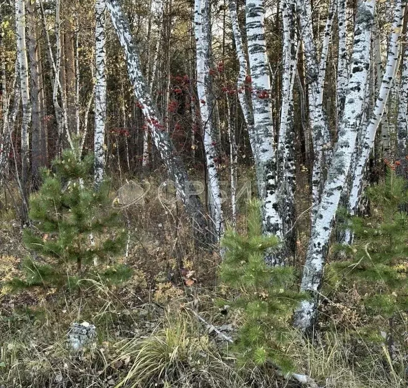 Участок в Тюменская область, Тюмень Поле Чудес садовое товарищество, ... - Фото 1