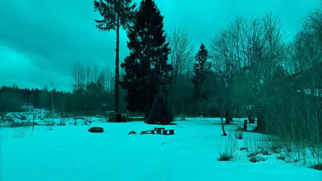 Участок в Ленинградская область, Приозерский район, Ларионовское ... - Фото 2