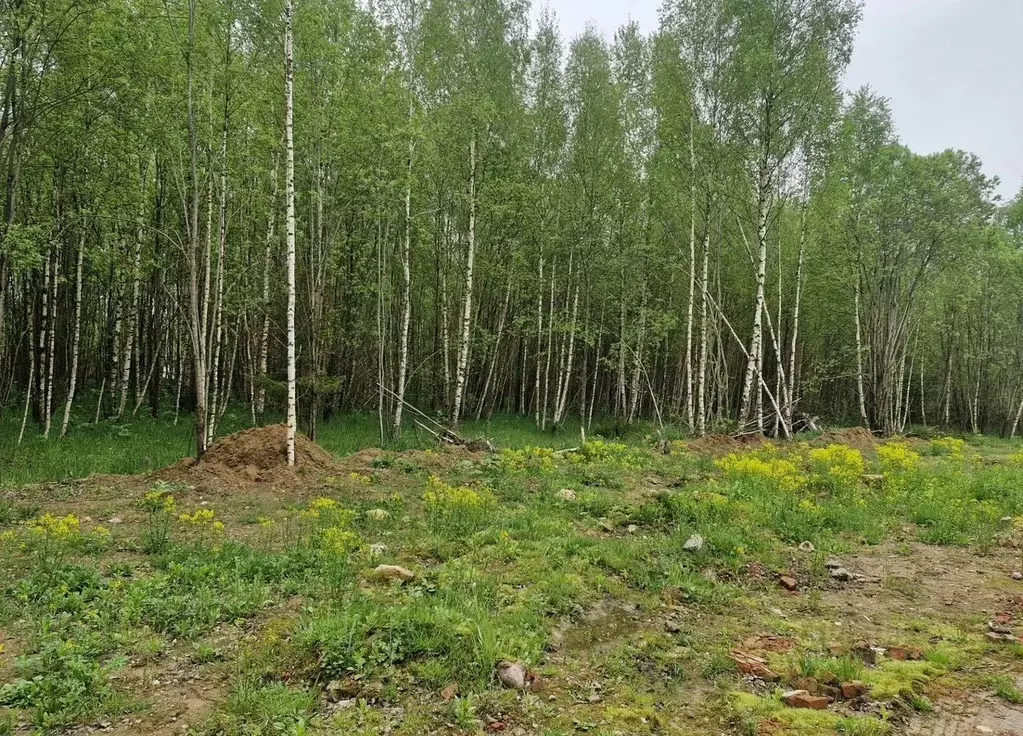 Участок в Московская область, Рузский муниципальный округ, Рузские ... - Фото 1