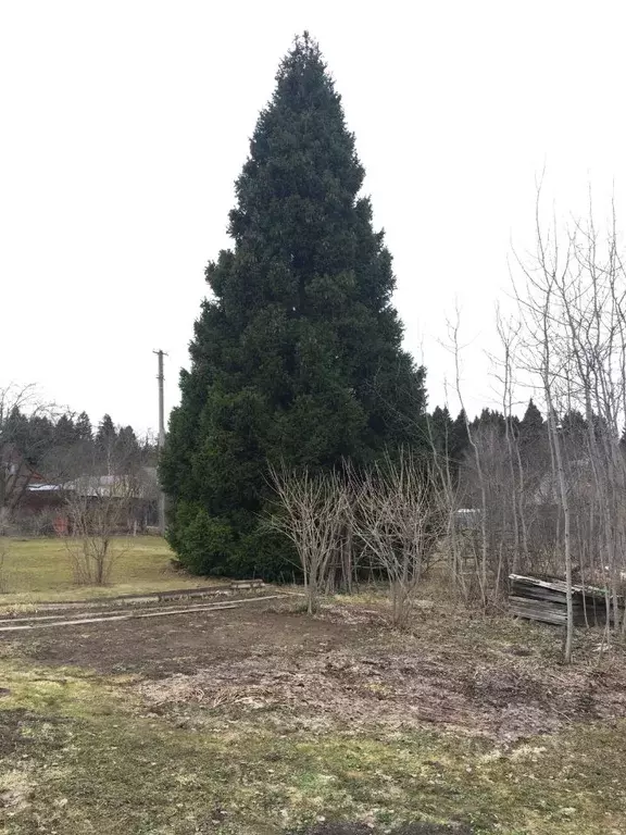 Участок в Калужская область, Боровский муниципальный округ, Кривское ... - Фото 1