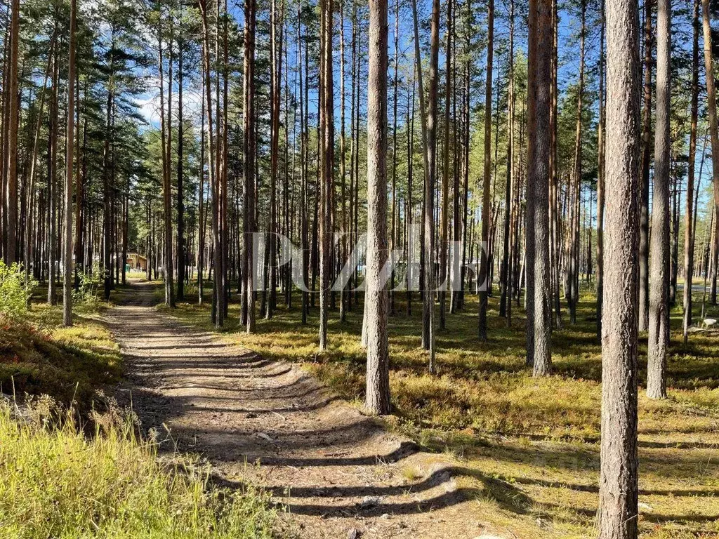 Участок, 25 сот., поселения (ижс) - Фото 1