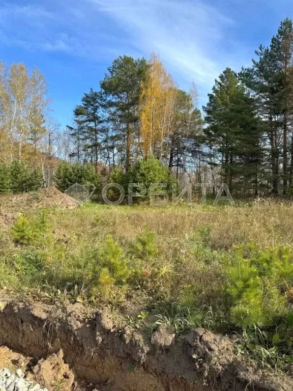 Участок в Тюменская область, Тюменский район, д. Елань, Хвойный кп  ... - Фото 0