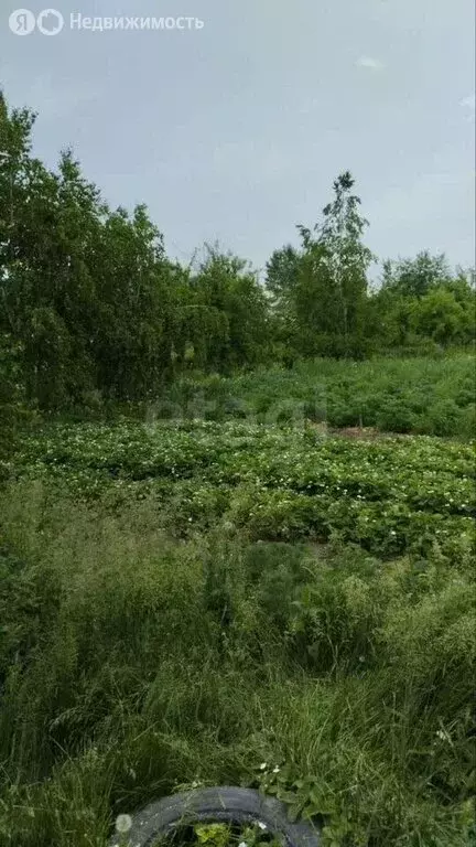 Дом в село Онгудай, улица Ленина (40 м) - Фото 2