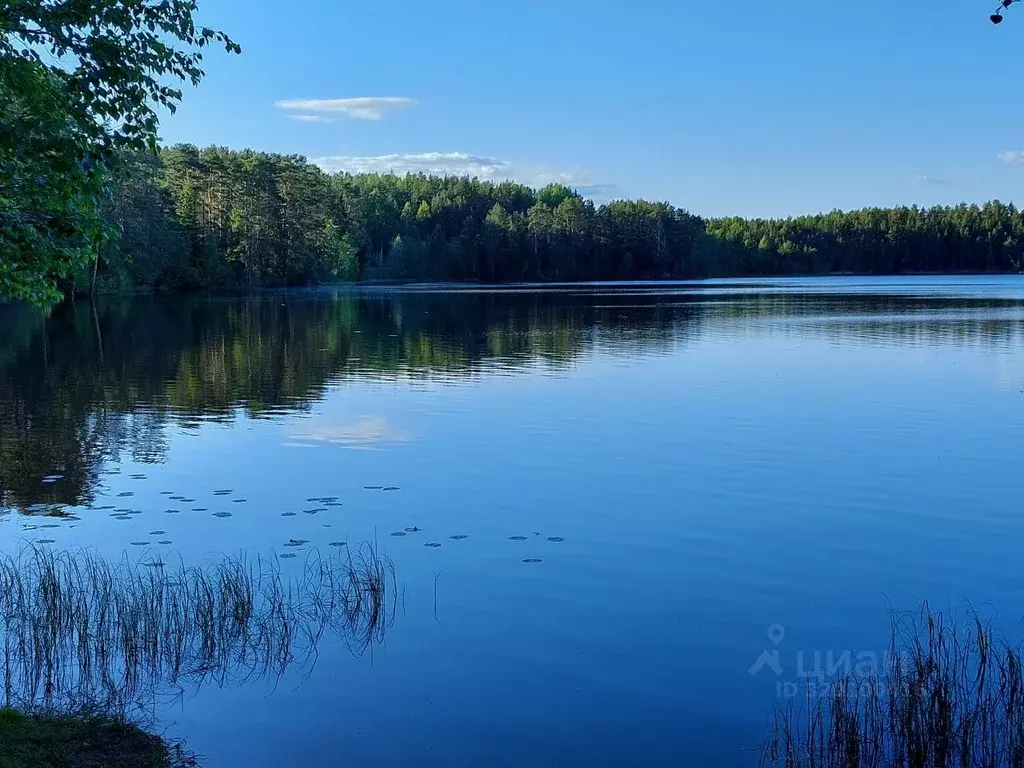 Участок в Карелия, Олонецкий национальный муниципальный район, ... - Фото 1