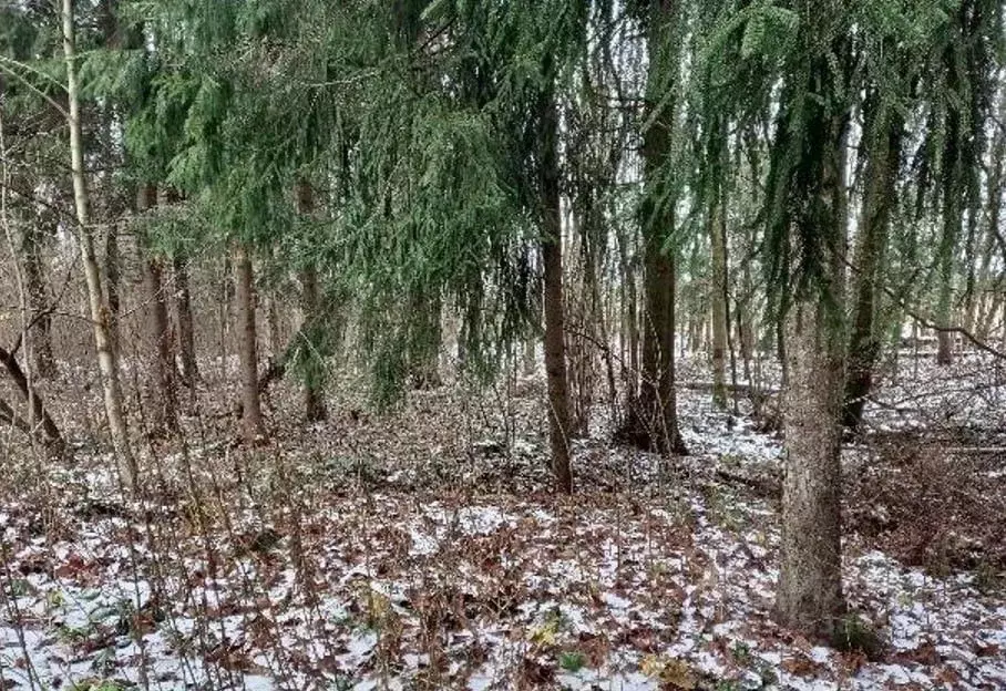 Участок в Московская область, Дмитровский муниципальный округ, ... - Фото 1