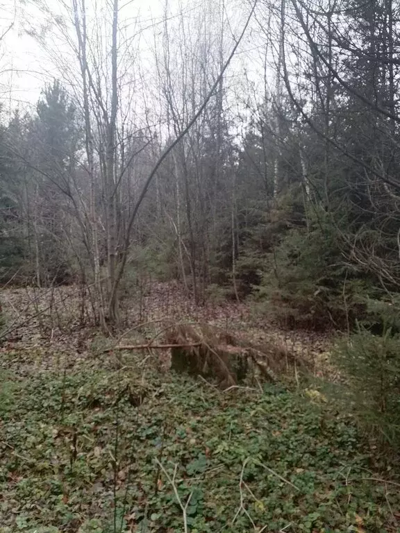 Участок в Звенигород, Луцинское шоссе (20 м) - Фото 1