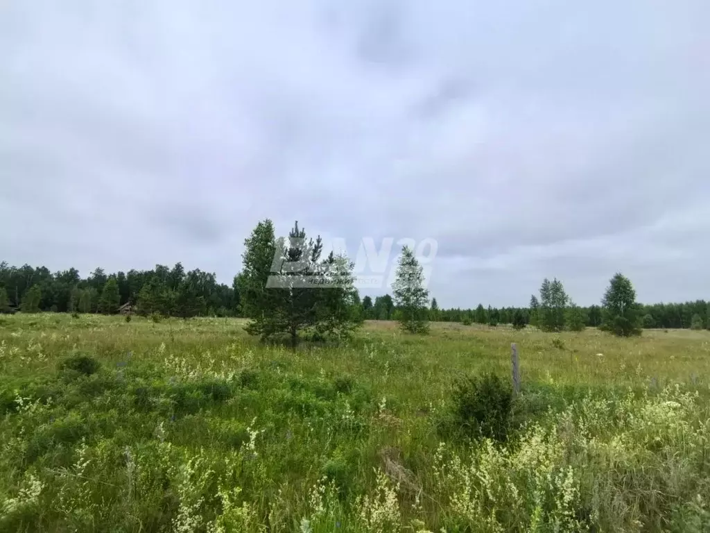 Участок в Челябинская область, Красноармейский район, д. Пашнино 1-е ... - Фото 0