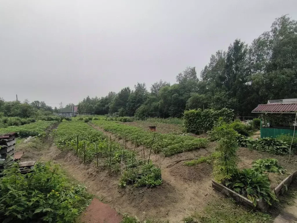 Участок в Еврейская автономная область, Смидовичский район, Темп ... - Фото 1