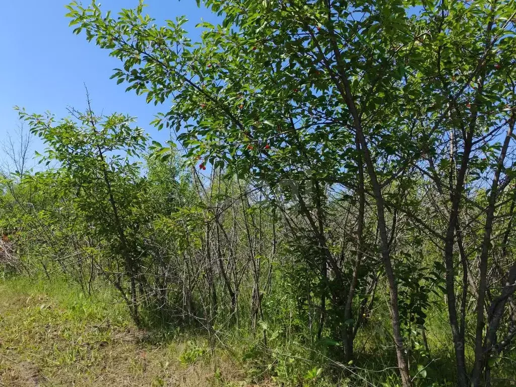 Участок в Воронежская область, Борисоглебск Надежда-3 СНТ, 50 (10.0 ... - Фото 1