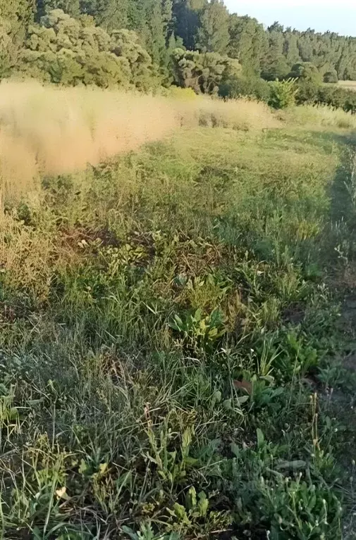 Участок в Белгородская область, Белгородский район, Яснозоренское ... - Фото 1