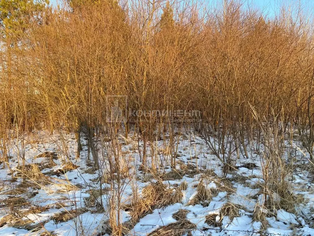 Участок в Владимирская область, Судогодский район, Вяткинское ... - Фото 1