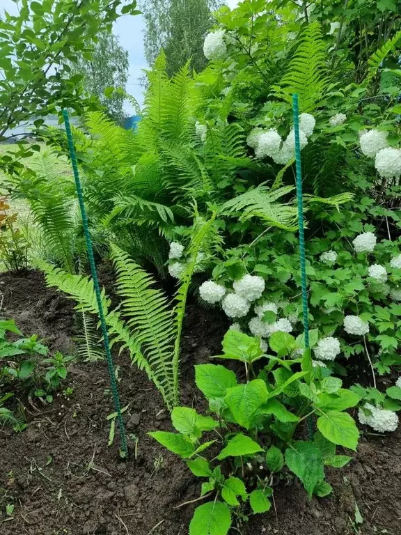Дом в Вологодская область, Кичменгско-Городецкий муниципальный округ, ... - Фото 2