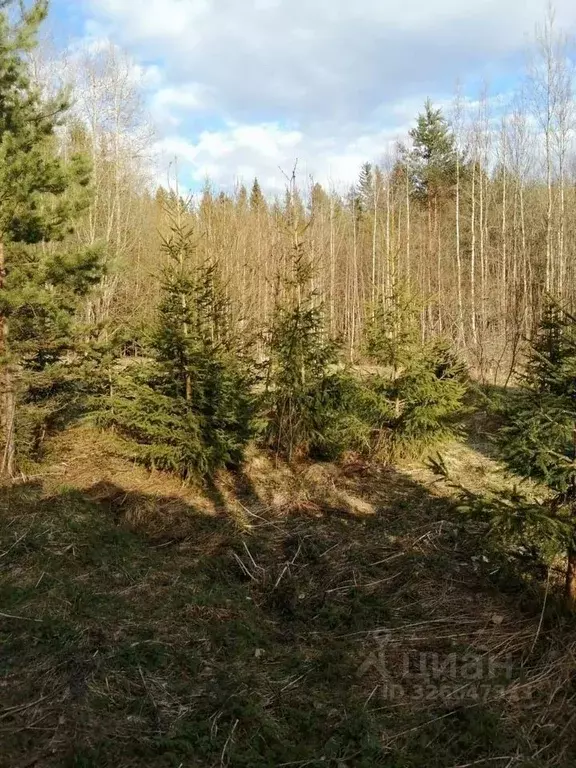 Участок в Ленинградская область, Выборгский район, Селезневское с/пос, ... - Фото 2